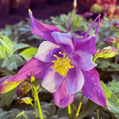 akelei-(Aquilegia-Early-Bird-Purple-Blue)