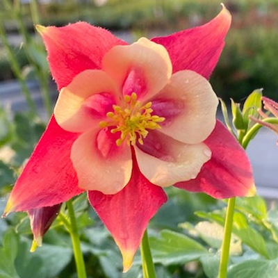 akelei-(Aquilegia-Early-Bird-Red-White)