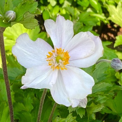 anemoon-(Anemone-hybrida-Dreaming-Swan)