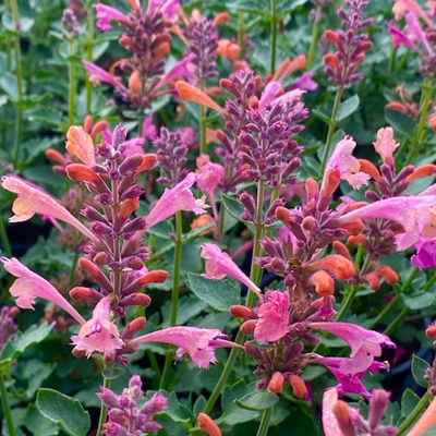 anijsplant-dropplant-(Agastache-Kudos-Ambrosia)