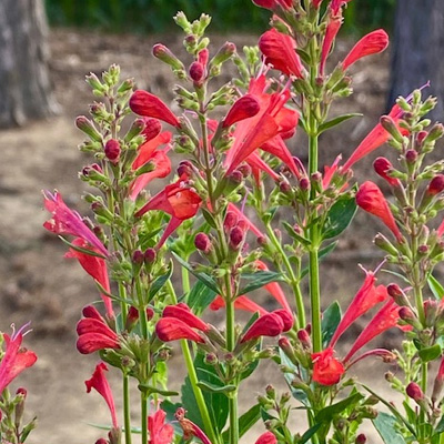 anijsplant-dropplant-(Agastache-Kudos-Red)