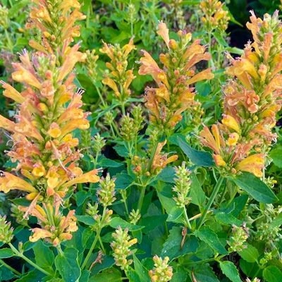 anijsplant-dropplant-(Agastache-Porquito-Butter-Yellow)