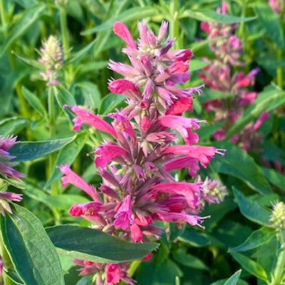 anijsplant-dropplant-(Agastache-mexicana-Red-Fortune)