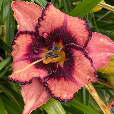 daglelie-(Hemerocallis-Adamas)