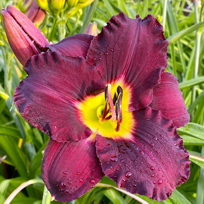 daglelie-(Hemerocallis-Bela-Lugosi)