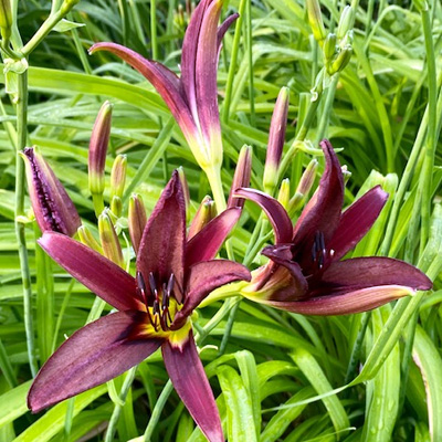 daglelie-(Hemerocallis-Black-Arrenhead)