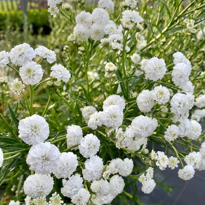 duizendblad-(Achillea-ptarmica-Perry-s-White)