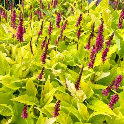 duizendknoop-(Persicaria-amplexicaulis-Golden-Arrow)