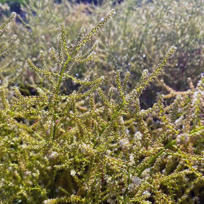 dwerg-geitenbaard-(Aruncus-aethusifolius)