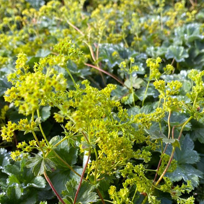 dwerg-vrouwenmantel-(Alchemilla-erythropoda)