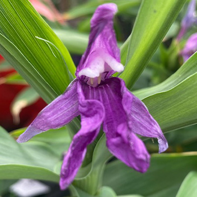 gemberorchidee-(Roscoea-auriculata)