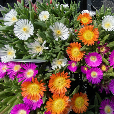 ijsbloem-(Delosperma-TrioMio-Orange-White)