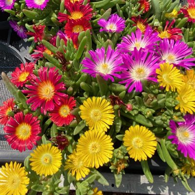 ijsbloem-(Delosperma-TrioMio)