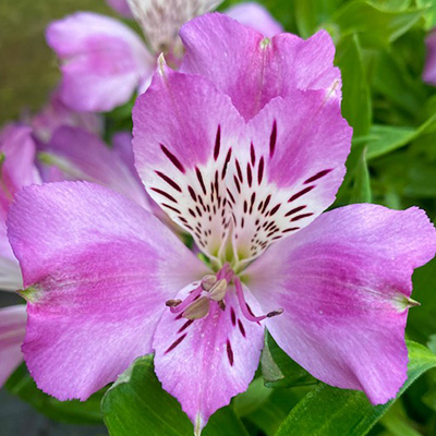 incalelie-(Alstroemeria-Compact-Lucas)