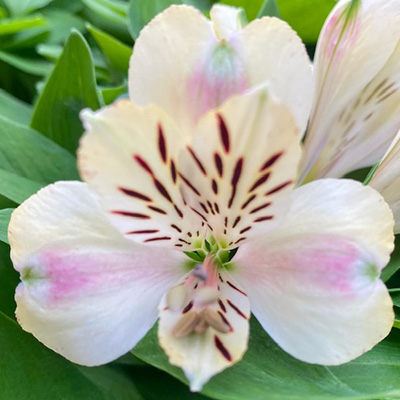 incalelie-(Alstroemeria-Compact-Noah)