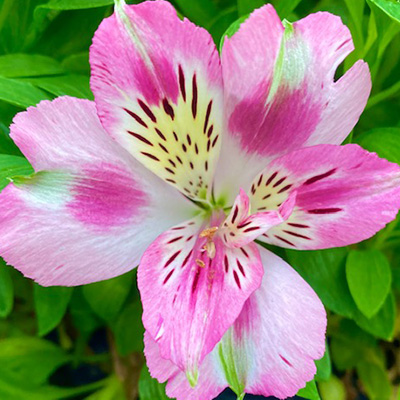 incalelie-(Alstroemeria-Compact-Rosie)