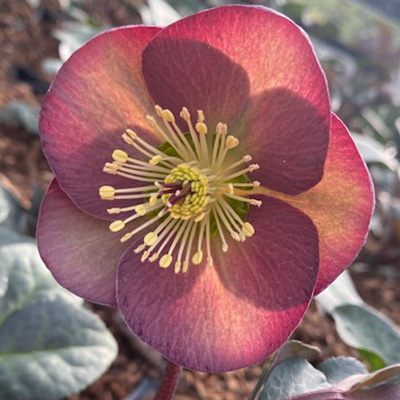 kerstroos-(Helleborus-orientalis-Frostkiss-Dana's-Dulcet)