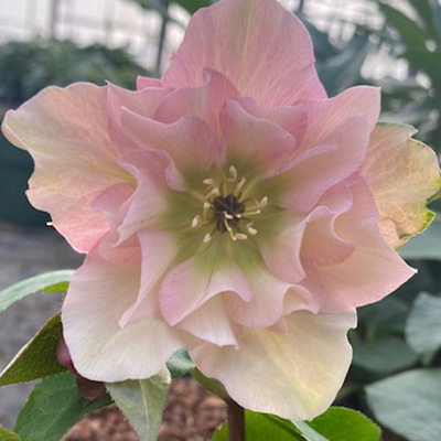 kerstroos-(Helleborus-orientalis-Pink-Double)