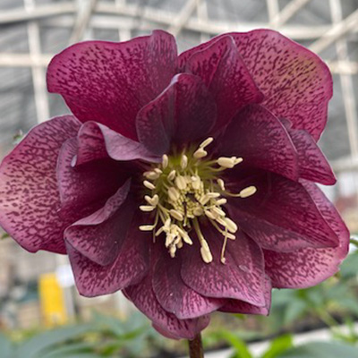 kerstroos-(Helleborus-orientalis-Purple-Double)