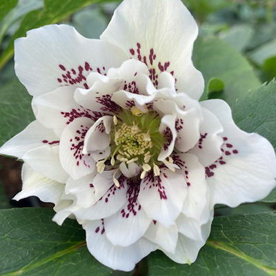 kerstroos-(Helleborus-orientalis-Spotted-Double)