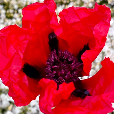 klaproos-(Papaver-orientale-Beauty-of-Livermere)