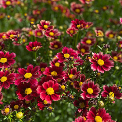 meisjesogen-(Coreopsis-Little-Bang-Red-Elf)