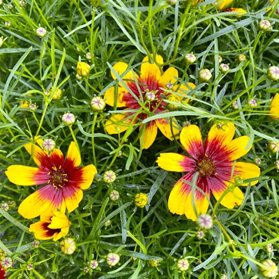 meisjesogen-(Coreopsis-verticillata-Bengal-Tiger) (PBR-PP25345)