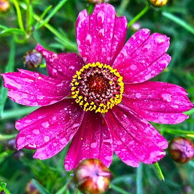 meisjesogen-(Coreopsis-verticillata-Ruby)