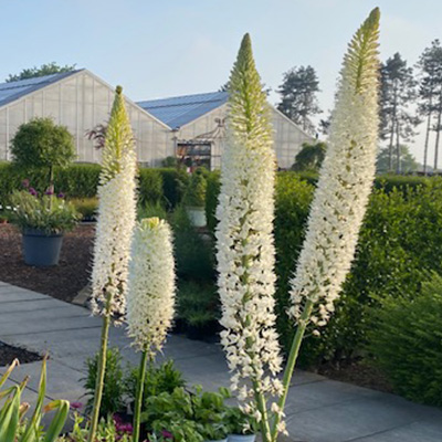 naald-van-Cleopatra-(Eremurus-himalaicus)