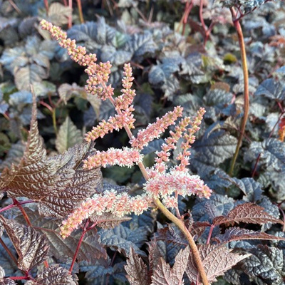 pluimspirea-(Astilbe-Chocolate-Shogun)