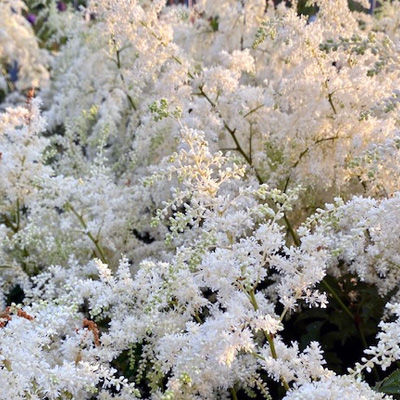 pluimspirea-(Astilbe-arendsii-Brautschleier)