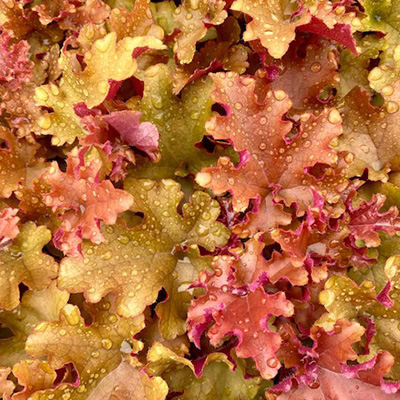 purperklokje-(Heuchera-x-hybrida-Amber-Sea)