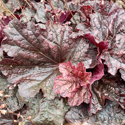 purperklokje-(Heuchera-x-hybrida-Beaujolais)