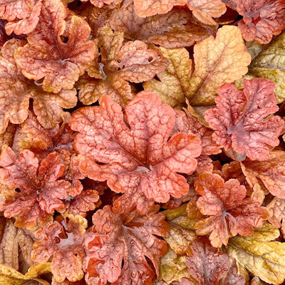 purperklokje-(Heuchera-x-hybrida-Buttered-Rum)