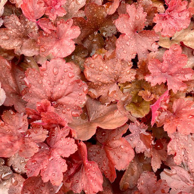 purperklokje-(Heuchera-x-hybrida-Cherry-Cola)