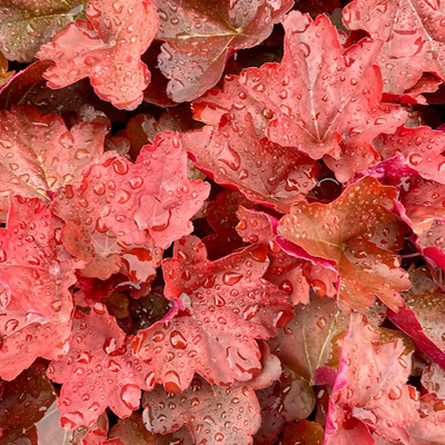 purperklokje-(Heuchera-x-hybrida-Coral-Sea)