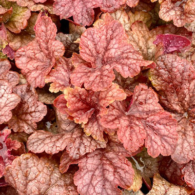 purperklokje-(Heucherella-x-hybrida-Peach-Tea)