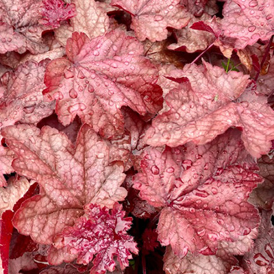 purperklokje-(Heuchera-x-hybrida-Plum-Power)