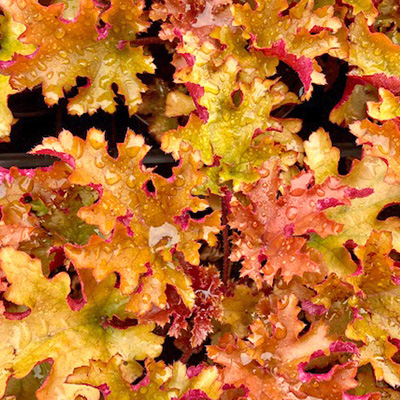 purperklokje-(Heuchera-x-hybrida-Zipper)