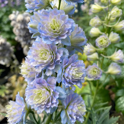 ridderspoor-(Delphinium-Highlander-Dream-Sensation)