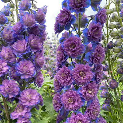 ridderspoor-(Delphinium-elatum-Highlander-Purple-Surprise)