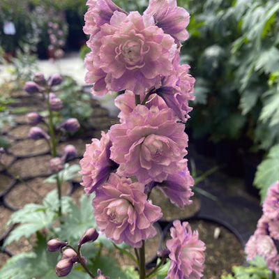 ridderspoor-(Delphinium-elatum-Highlander-Mystery-Sensation)