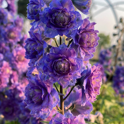 ridderspoor-(Delphinium-Highlander-Sweet-Sensation-EU38434PP20341)