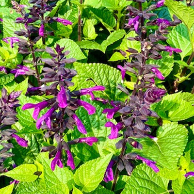 salie-(Salvia-Rockin-Deep-Purple)