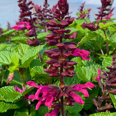 salie-(Salvia-Rockin-Fucksia)