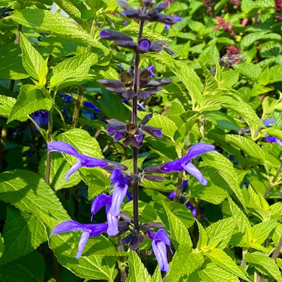 salie-(Salvia-Rockin-Lavender)