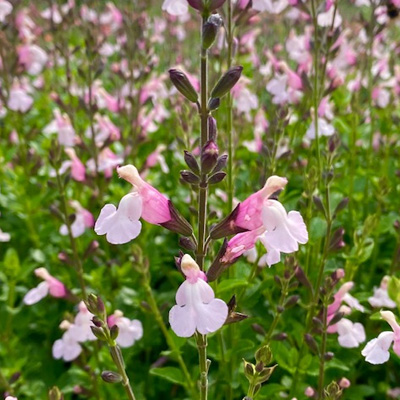 salie-(Salvia-microphylla-Delice-Fiona)