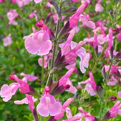 salie-(Salvia-microphylla-Lucia)