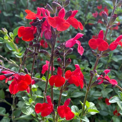 salie-(Salvia-microphylla-Royal-Bumble)