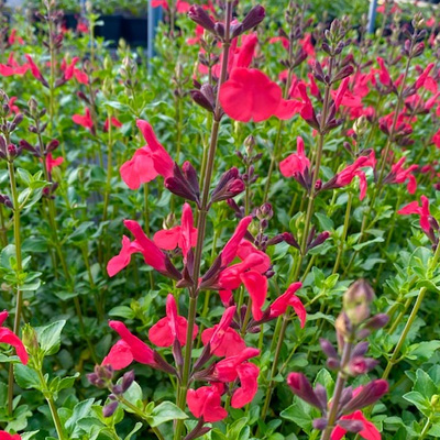 salie-(Salvia-microphylla-Suzanne)